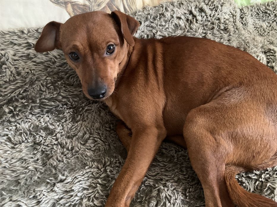 Вязка Цвергпинчера