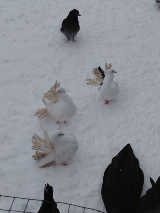 Mam na sprzedaz 4 pawiki cena za wszystkie