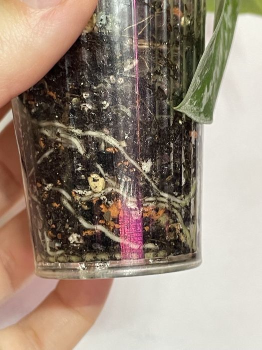 Сциндапсус Pictus