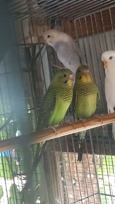 Vendo  periquitos de asas negra novas