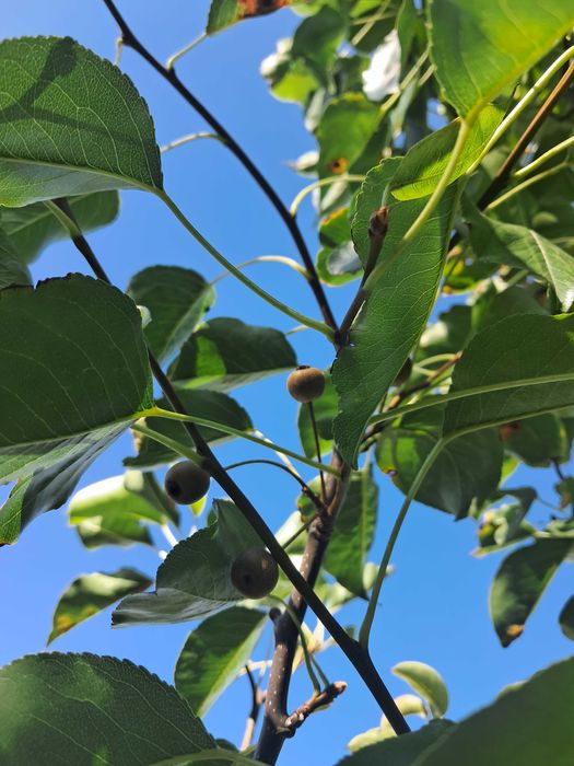Grusza ozdobna Chanticleer kolumnowa ok 3m