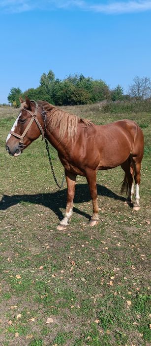 Кінь супер не пошкодуєте гарантую...