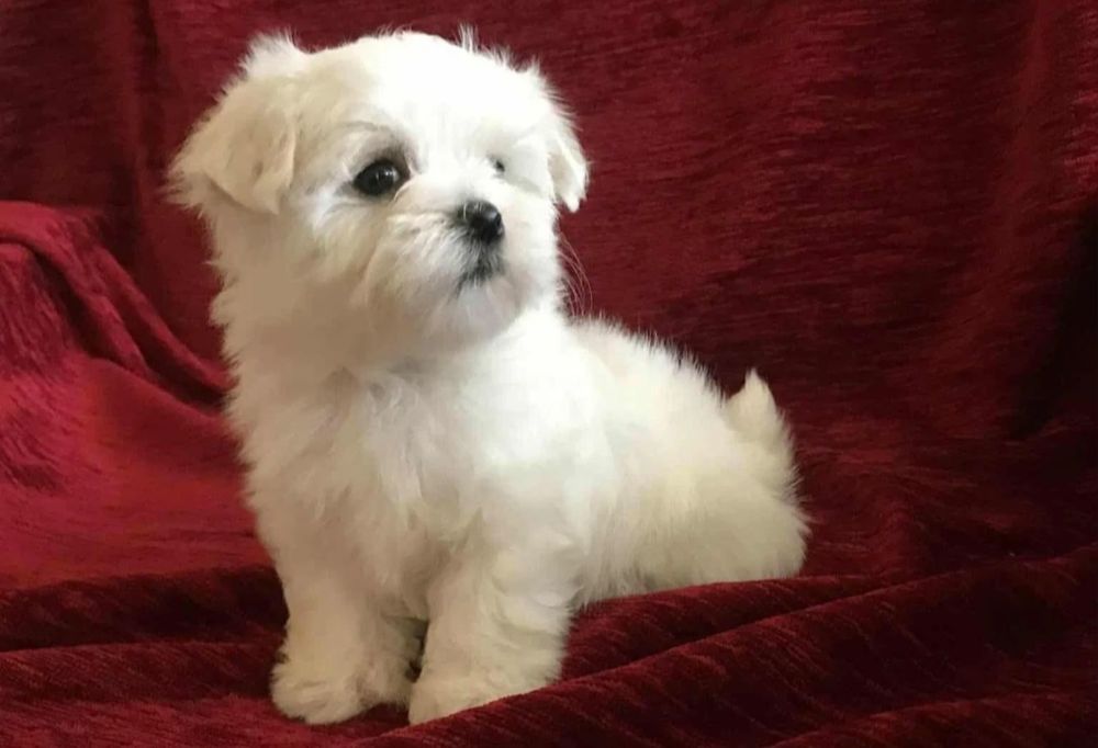 Bichon maltês disponível