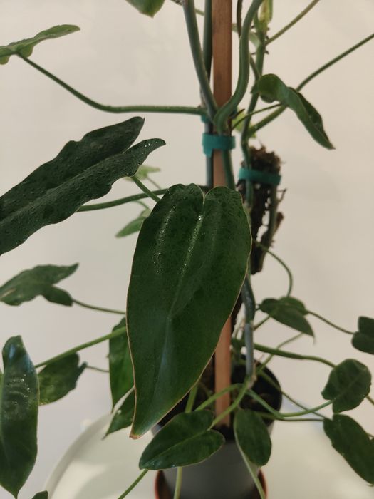 Philodendron paraíso verde // planta interior