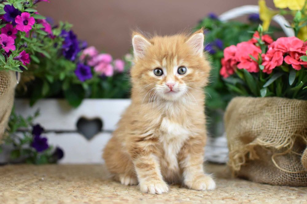 Kurylski Bobtail- Kocięta- Rodowód FPL- Hodowla Dynastia Kuryla