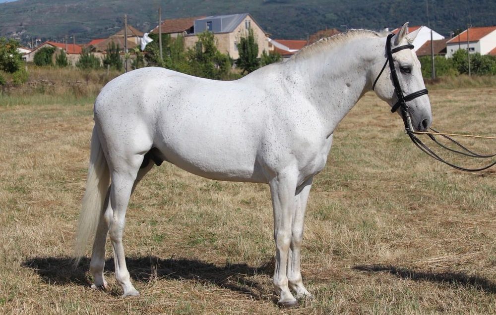 Cavalo Luso-Árabe linha Magic Count