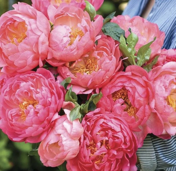 Саджанці півоній / Саженцы пионы