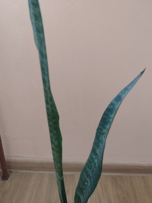 Sansewieria wysoka