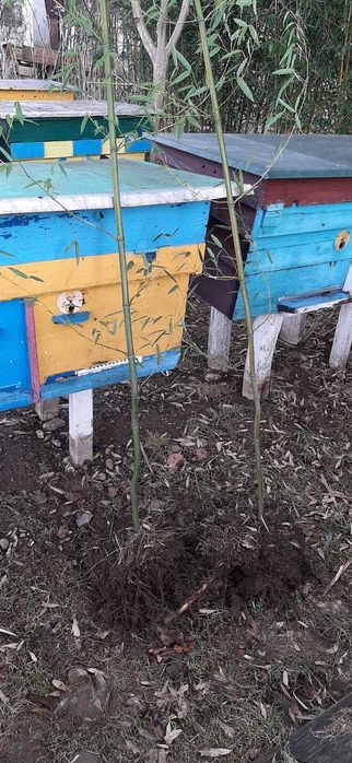 Продам бамбук (зелена жива огорожа)