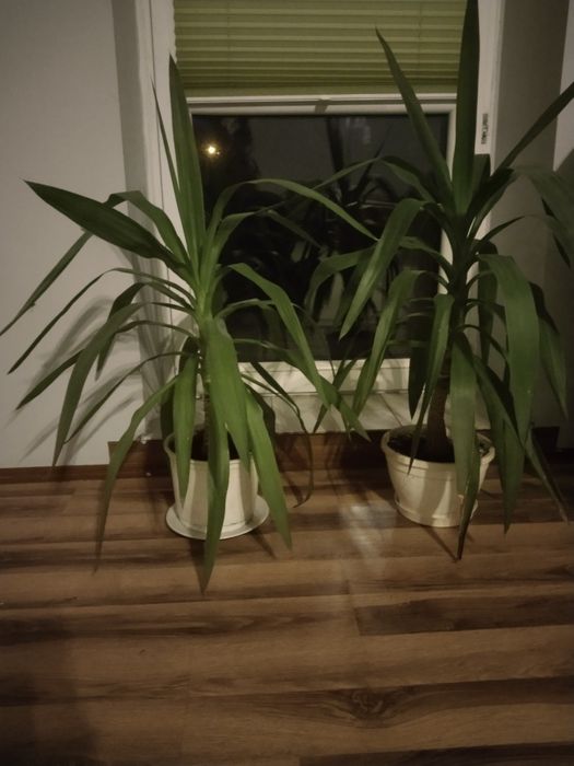 Kwiaty doniczkowe zadbane