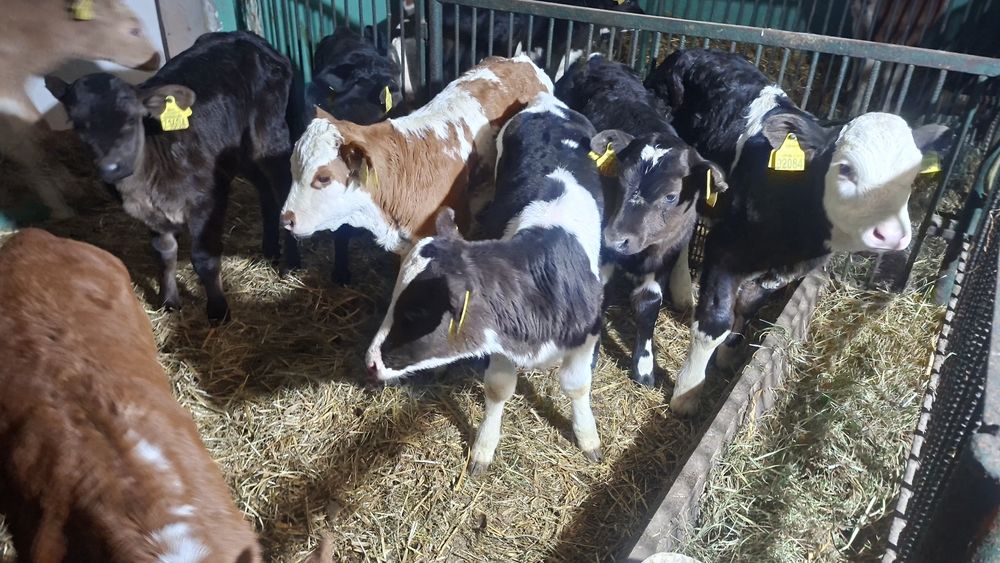 7 jałówek mięsnych