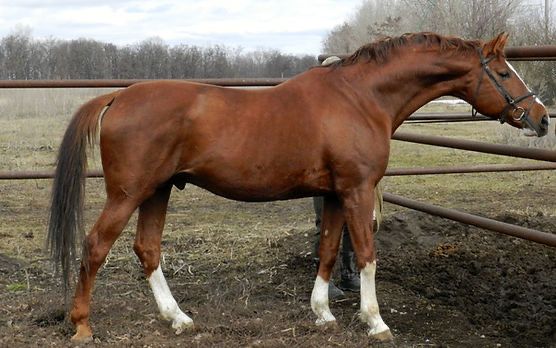 Продам лошадь, тракени, продам жеребят