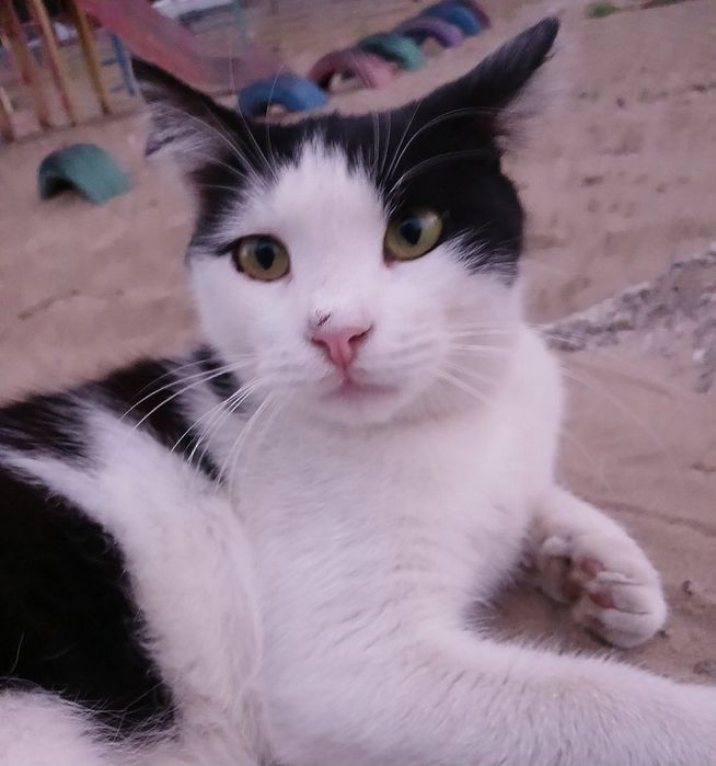 Котик хлопчик 6-7 міс невеличкий