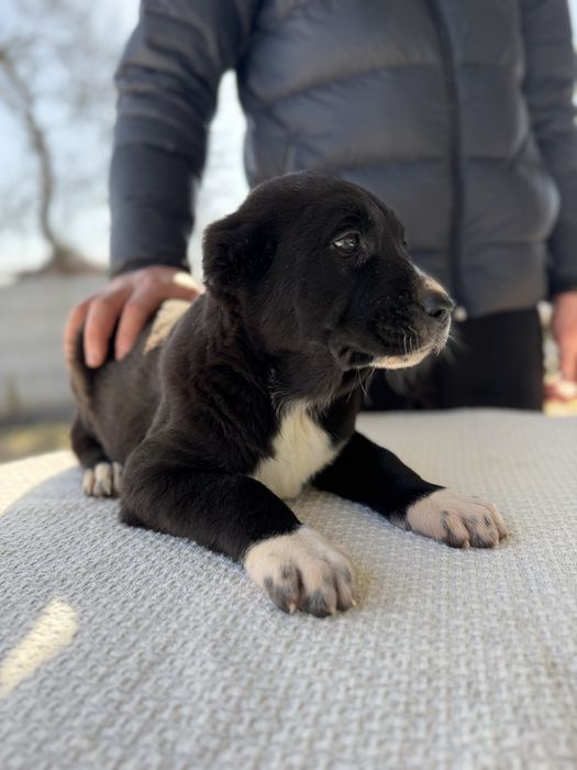 Цуценята алабя, середньоазіатська вівчарка