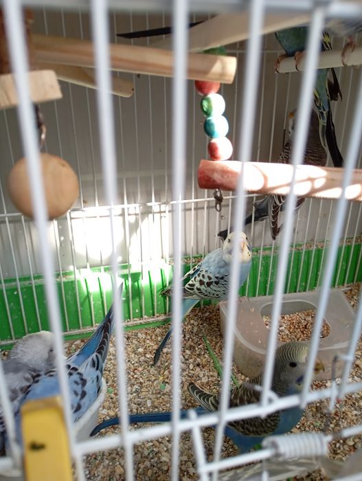 Periquitos Australianos 2025