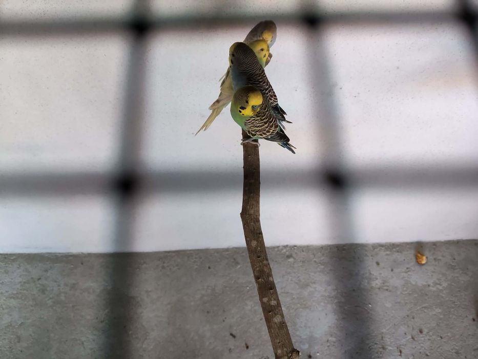 Tenho casal dos periquitos para vendo