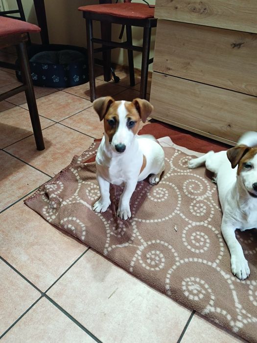 Jack Russell Terrier