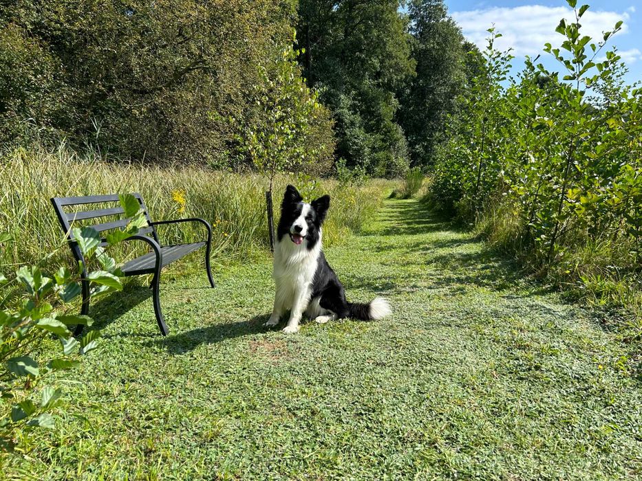 Ogrodzony domek na wakacje z psem na odludziu.