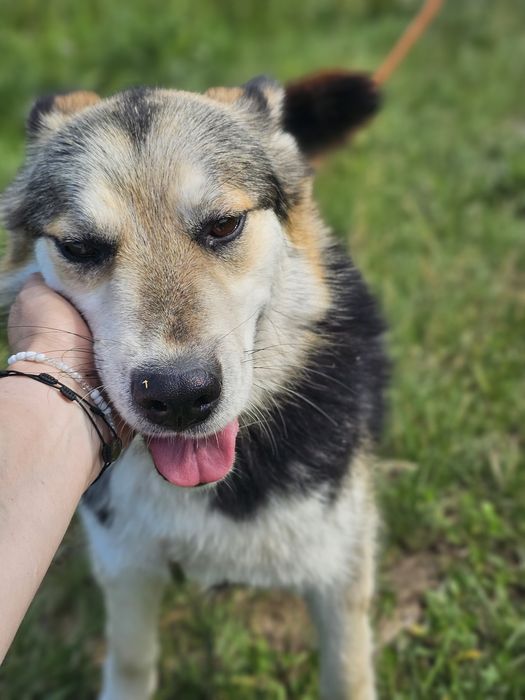 Frugo, pies do adopcji