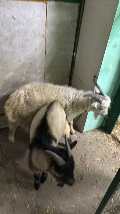 Продам двох козликів