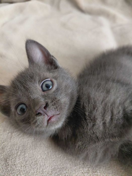 Маленький срібний котик безкоштовно