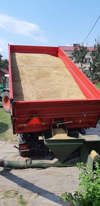 Sprzedam zboże - owies, żyto i pszenżyto