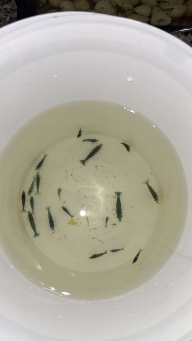 Camarões Neocaridinas blue - 12 unidades por 20€