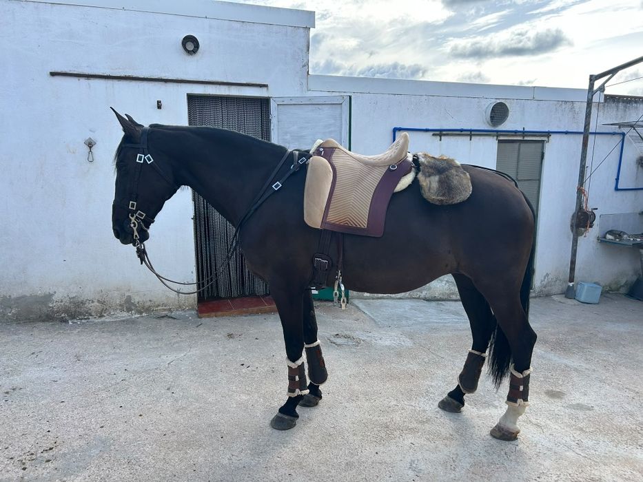 Duas éguas  e dois cavalos