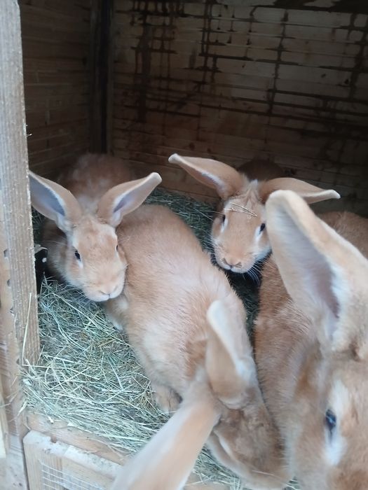 Witam posiadam na sprzedarz burgundy samce i samice