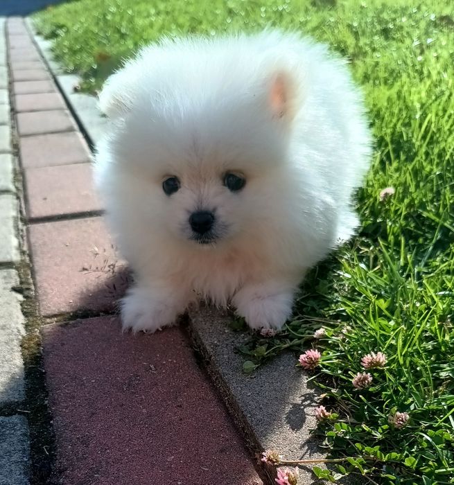Szpic miniaturowy Pomeranian piesek