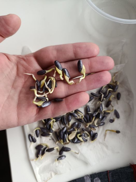 Алуріс насіння соняшнику під євролайтінг плюс