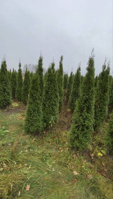 Туя Смарагд 1,8 - 500грн 2-550грн 2,2-650 грн2,4-750грн