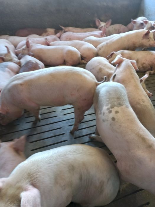 Соєва макуха, соєвий жмих, соєвий шрот (соєва олія)