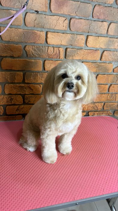 Моделі для Академії Грумінгу. Палац спорту