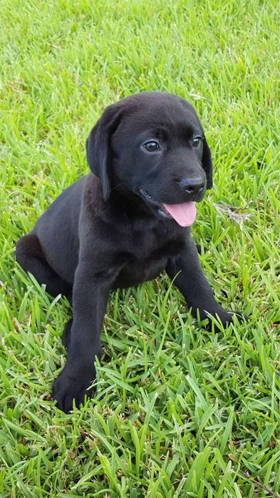 Labrador retriever