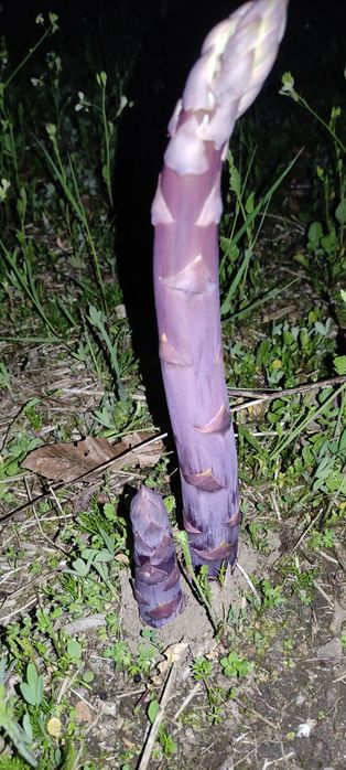 Espargos verdes e roxos