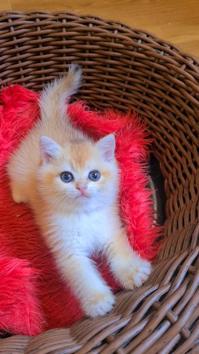 Самые красивые золотые шиншиллы