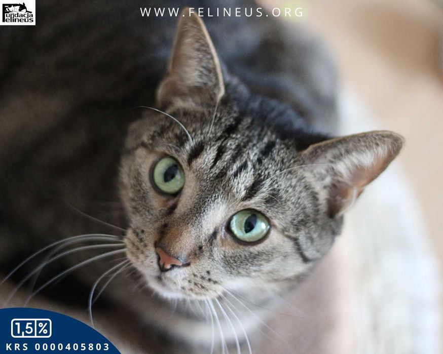 Dorosły burasek szuka spokojnego domu