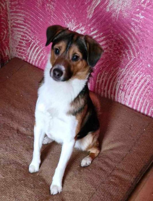 Mufasa szuka odpowiedzialnych ludzi