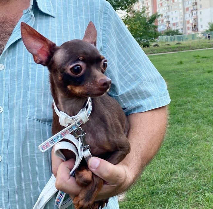 Той терьер для вязки