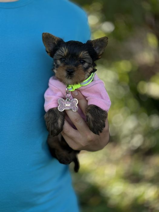 Дівчинка йорк, лагідна та грайлива