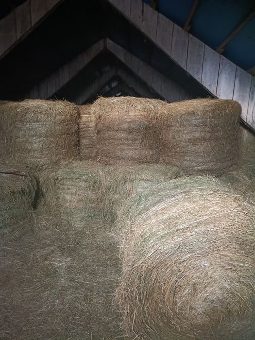 Siano i sianokiszonka