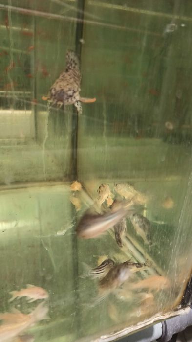 Kirysy pstre, albinosy, sterby, schwartzi dorosłe.