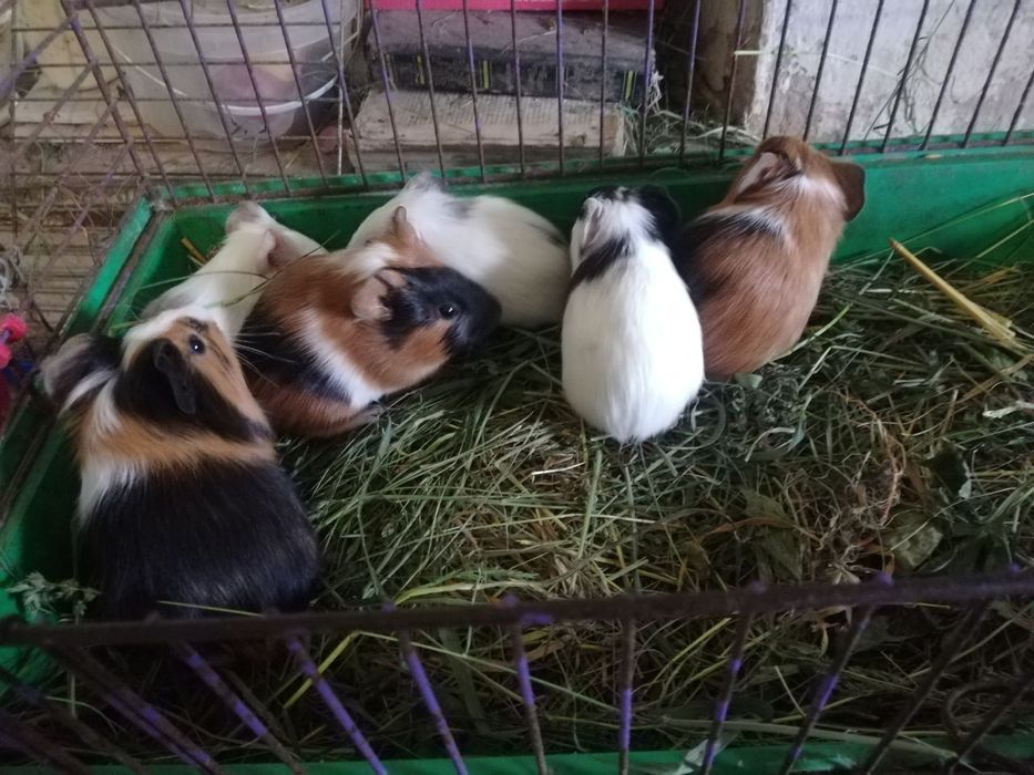 Морские свинки в наличии всегда