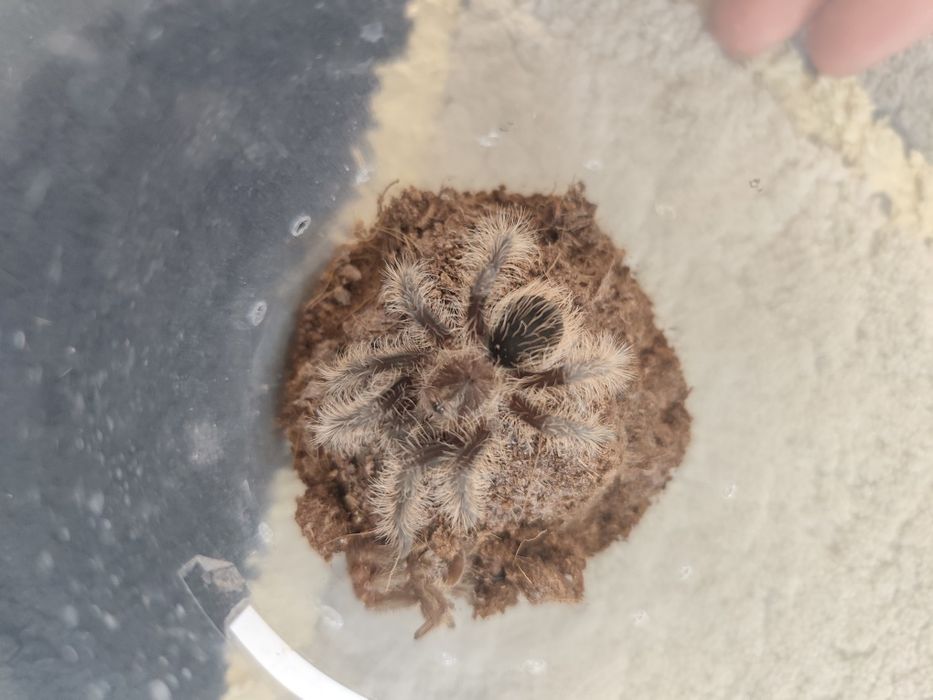 pająki –samice, samce i młode