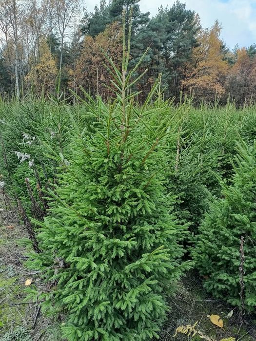 Jodła Kaukaska z Danii,Pomorza,świerk, Cięte oraz doniczkowe