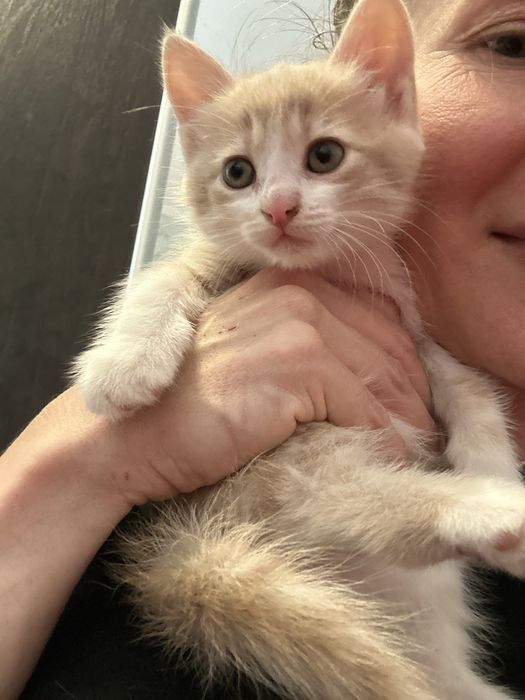 Кошеня ніжна дівчинка котенок Леся