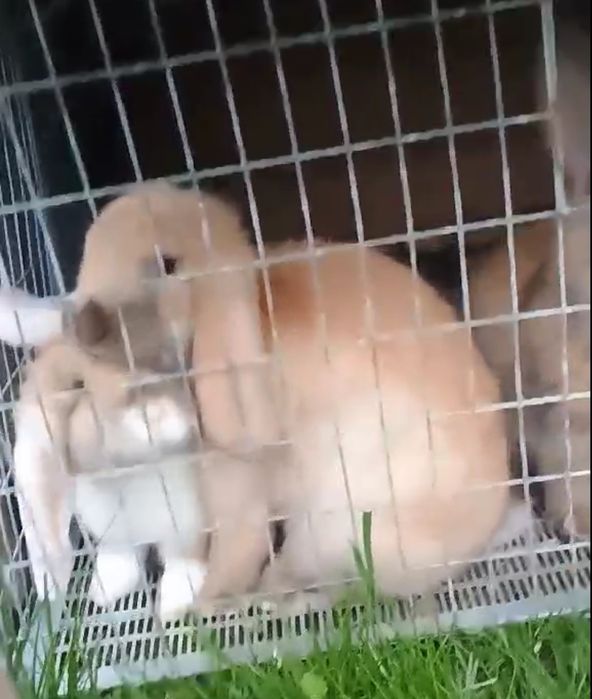 Кролі французький баран!