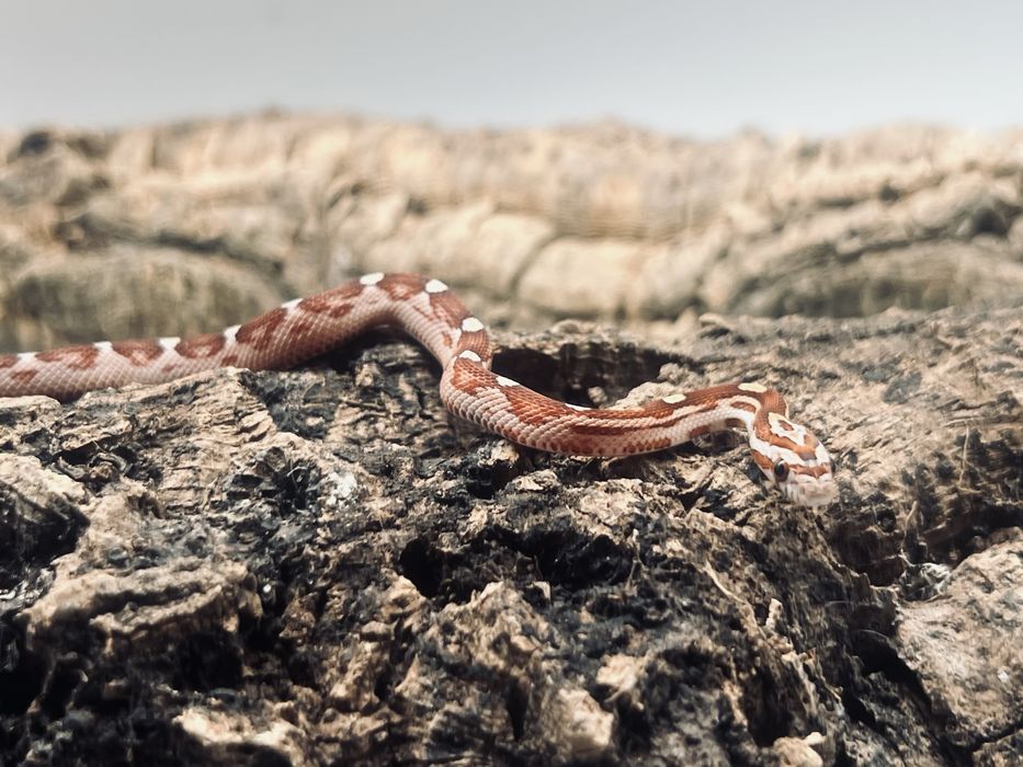 Wąż zbożowy węże zbożowe transport wyprawka