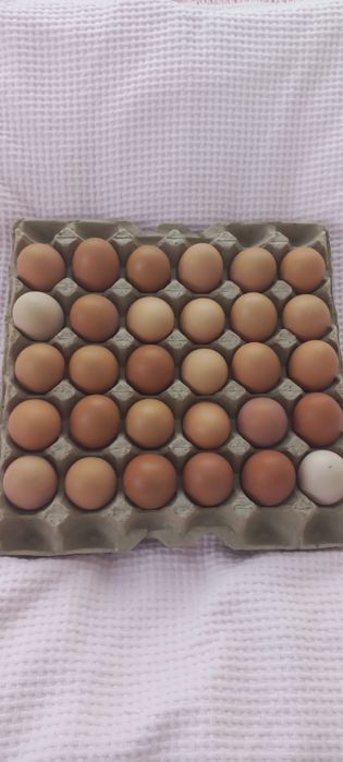 Домашні курячі яйця